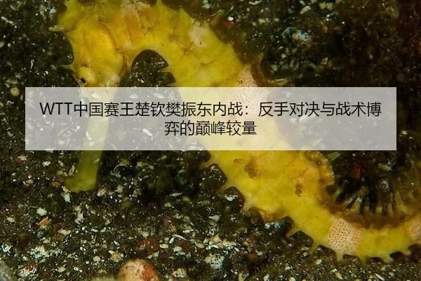 zhong-guo-sai-wang-chu-qin-fan-zhen-dong-nei-zhan-fan-shou-dui-jue-yu-zhan-shu-bo-yi-de-dian-feng-jiao-liang-1-661.jpg